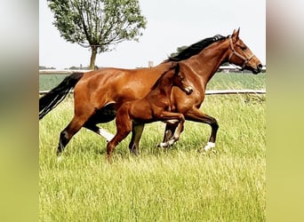 Caballo de Holstein, Yegua, 13 años, 169 cm, Castaño