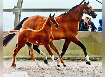 Caballo de Holstein, Yegua, 13 años, 169 cm, Castaño