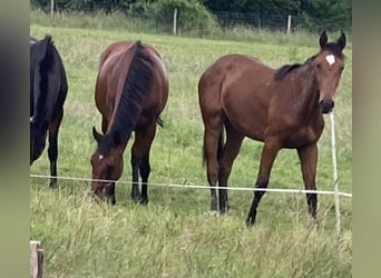 Caballo de Holstein, Yegua, 13 años, 169 cm, Castaño