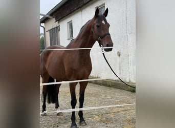 Caballo de Holstein, Yegua, 13 años, 169 cm, Castaño