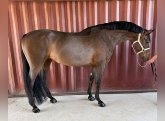 Caballo de Holstein, Yegua, 13 años, 170 cm, Castaño