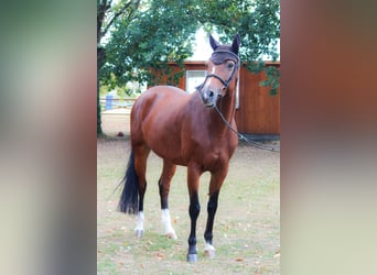 Caballo de Holstein, Yegua, 13 años, 170 cm, Castaño
