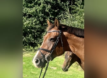 Caballo de Holstein, Yegua, 13 años, 170 cm, Castaño