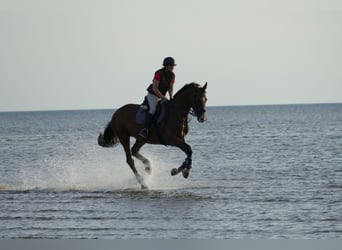 Caballo de Holstein, Yegua, 13 años, 170 cm, Castaño claro