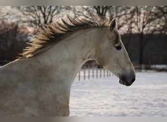 Caballo de Holstein, Yegua, 13 años, 170 cm, Tordo