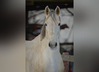 Caballo de Holstein, Yegua, 13 años, 170 cm, Tordo