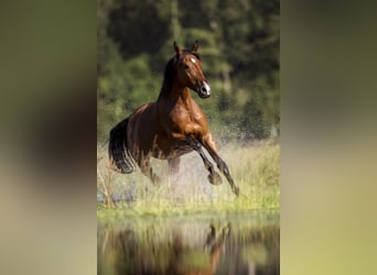 Caballo de Holstein, Yegua, 13 años, 171 cm, Castaño