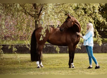 Caballo de Holstein, Yegua, 13 años, 171 cm, Castaño