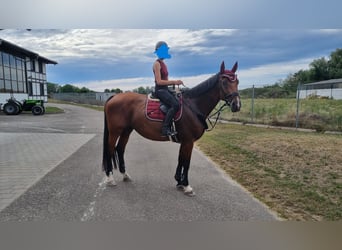 Caballo de Holstein, Yegua, 13 años, 171 cm, Castaño
