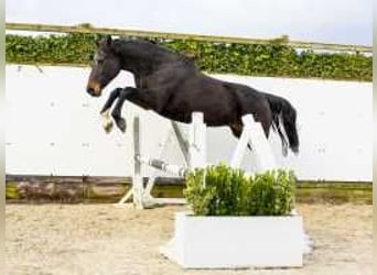 Caballo de Holstein, Yegua, 13 años, 171 cm, Castaño oscuro