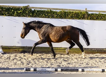 Caballo de Holstein, Yegua, 13 años, 171 cm, Castaño oscuro