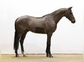 Caballo de Holstein, Yegua, 13 años, 171 cm, Castaño oscuro