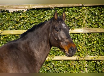 Caballo de Holstein, Yegua, 13 años, 171 cm, Castaño oscuro