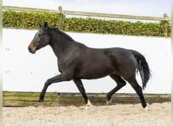 Caballo de Holstein, Yegua, 13 años, 171 cm, Castaño oscuro