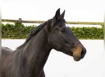 Caballo de Holstein, Yegua, 13 años, 171 cm, Castaño oscuro