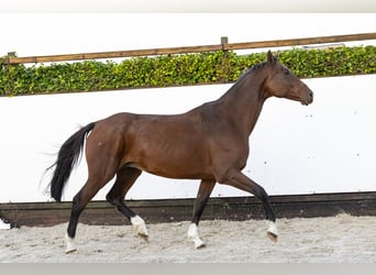 Caballo de Holstein, Yegua, 13 años, 172 cm, Castaño