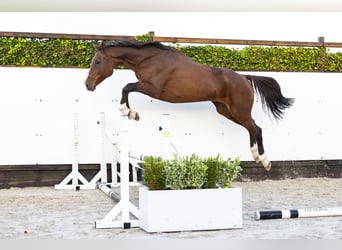 Caballo de Holstein, Yegua, 13 años, 172 cm, Castaño