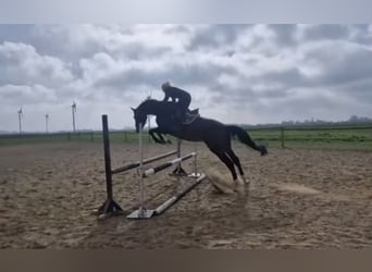 Caballo de Holstein, Yegua, 13 años, 175 cm, Castaño oscuro