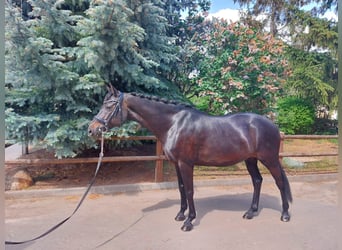 Caballo de Holstein, Yegua, 14 años, 156 cm, Morcillo