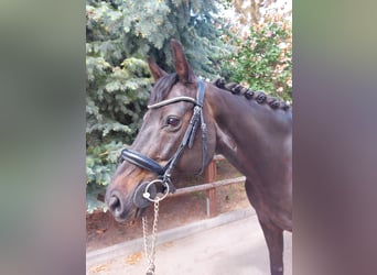 Caballo de Holstein, Yegua, 14 años, 156 cm, Morcillo