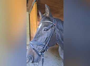 Caballo de Holstein, Yegua, 14 años, 162 cm, Castaño oscuro