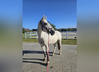 Caballo de Holstein, Yegua, 14 años, 163 cm, Tordo