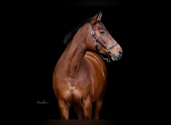 Caballo de Holstein, Yegua, 14 años, 164 cm, Castaño