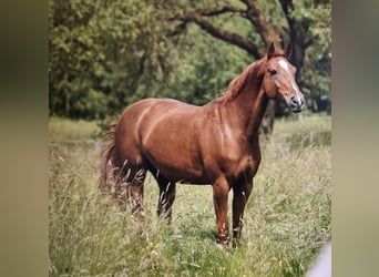 Caballo de Holstein, Yegua, 14 años, 165 cm, Alazán