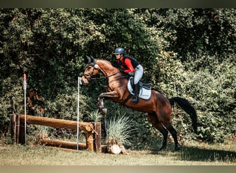 Caballo de Holstein, Yegua, 14 años, 165 cm, Castaño