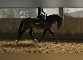 Caballo de Holstein, Yegua, 14 años, 165 cm, Morcillo