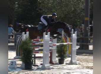 Caballo de Holstein, Yegua, 14 años, 167 cm, Morcillo