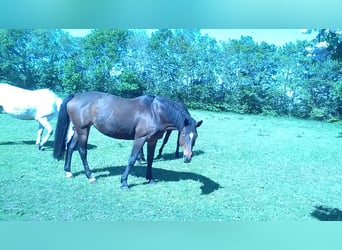 Caballo de Holstein, Yegua, 14 años, 168 cm, Castaño