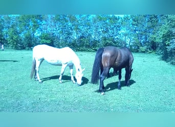 Caballo de Holstein, Yegua, 14 años, 168 cm, Castaño