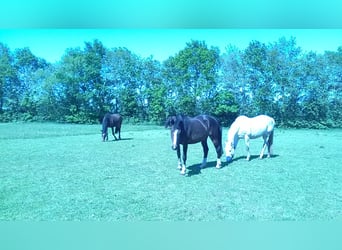 Caballo de Holstein, Yegua, 14 años, 168 cm, Castaño