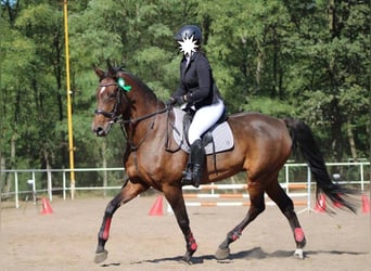 Caballo de Holstein, Yegua, 14 años, 168 cm, Castaño oscuro