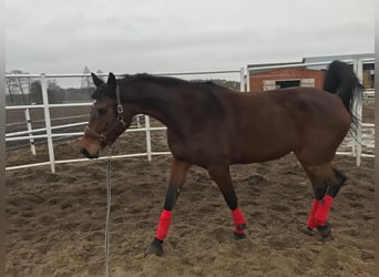 Caballo de Holstein, Yegua, 14 años, 168 cm, Castaño oscuro