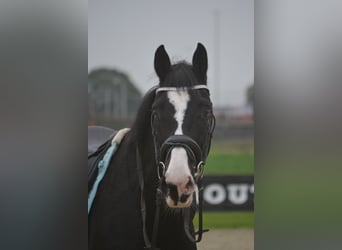 Caballo de Holstein, Yegua, 14 años, 169 cm, Negro