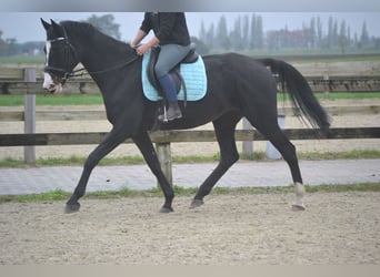 Caballo de Holstein, Yegua, 14 años, 169 cm, Negro