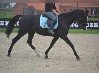 Caballo de Holstein, Yegua, 14 años, 169 cm, Negro