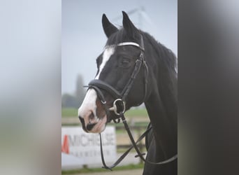 Caballo de Holstein, Yegua, 14 años, 169 cm, Negro