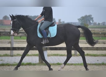 Caballo de Holstein, Yegua, 14 años, 169 cm, Negro