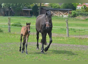 Caballo de Holstein, Yegua, 14 años, 170 cm, Morcillo