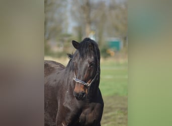 Caballo de Holstein, Yegua, 14 años, 170 cm, Morcillo