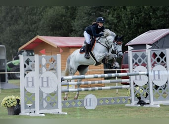 Caballo de Holstein, Yegua, 14 años, 170 cm, Tordo