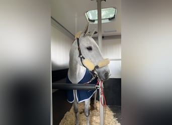 Caballo de Holstein, Yegua, 14 años, 170 cm, Tordo