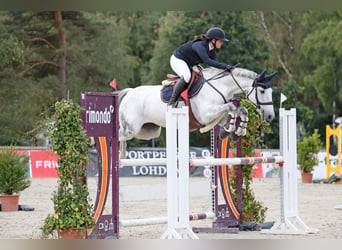 Caballo de Holstein, Yegua, 14 años, 170 cm, Tordo