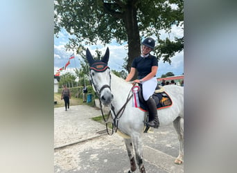 Caballo de Holstein, Yegua, 14 años, 170 cm, Tordo