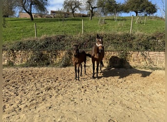 Caballo de Holstein, Yegua, 14 años, 172 cm, Castaño