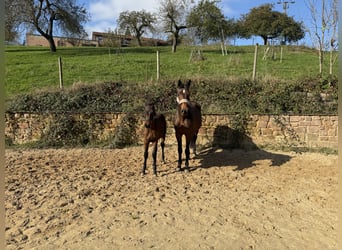 Caballo de Holstein, Yegua, 14 años, 172 cm, Castaño