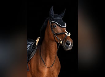 Caballo de Holstein, Yegua, 14 años, 172 cm, Castaño